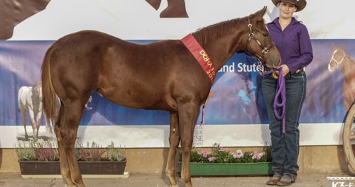 2014-kay-champion-stutfohlen